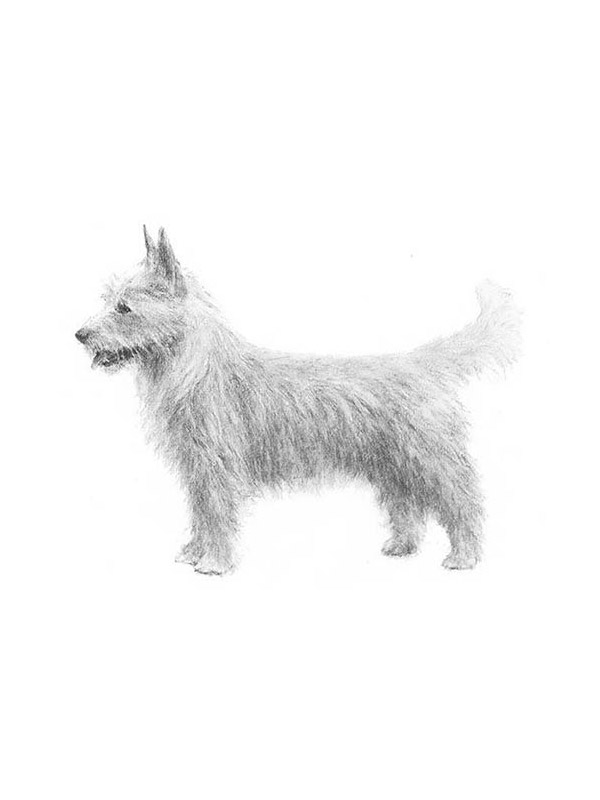 Lost Portuguese Water Dog in Minnesota
