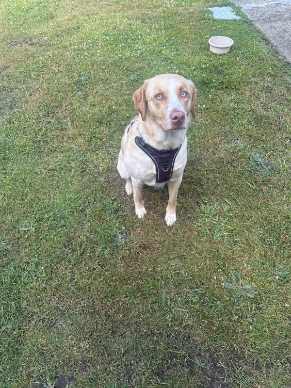 Found Mutt 