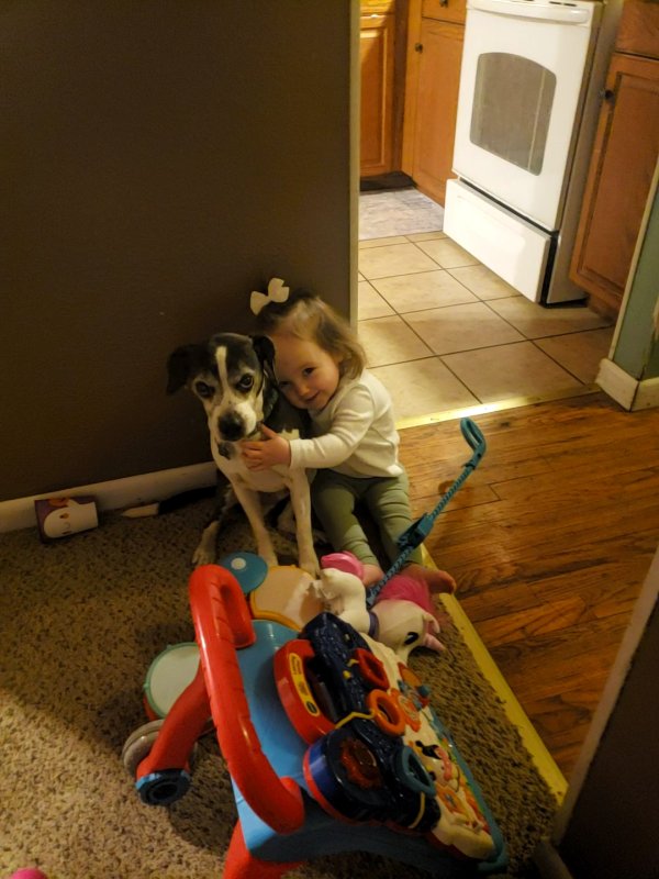 Lost Boston Terrier 