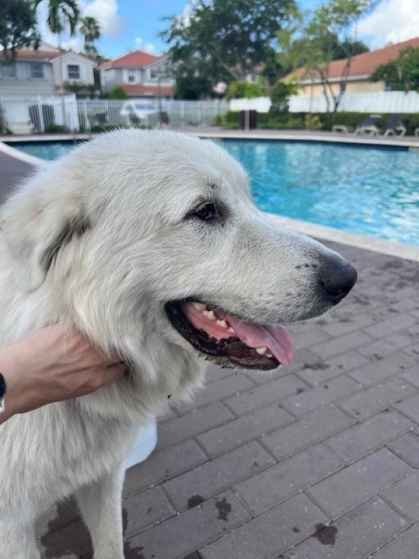 Found Great Pyrenees in Fort Lauderdale, Florida