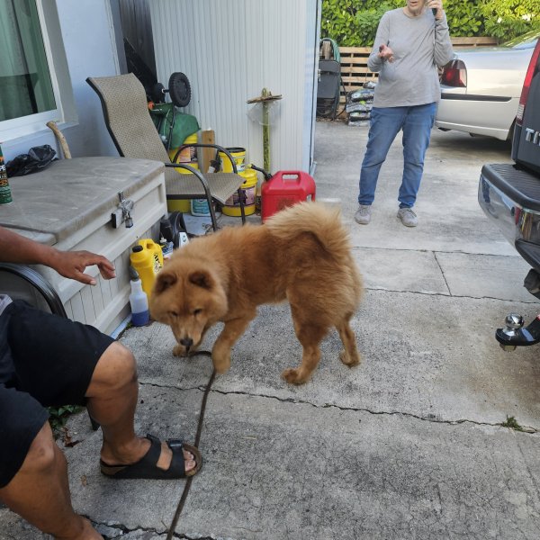 Found Chow Chow 