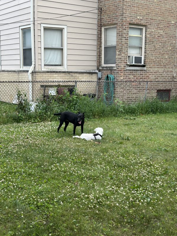 Found Dog in Chicago, IL