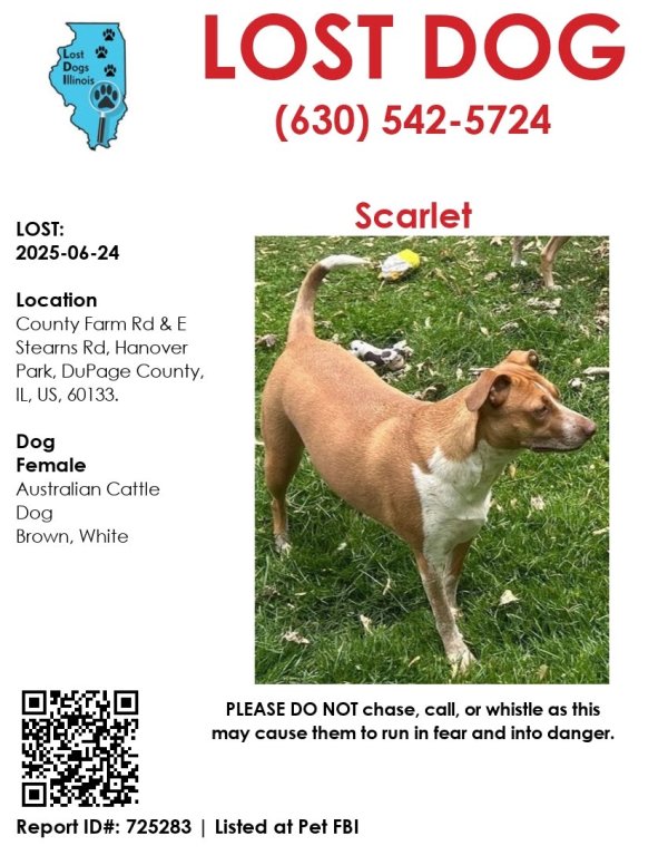 Lost Australian Cattle Dog in Illinois