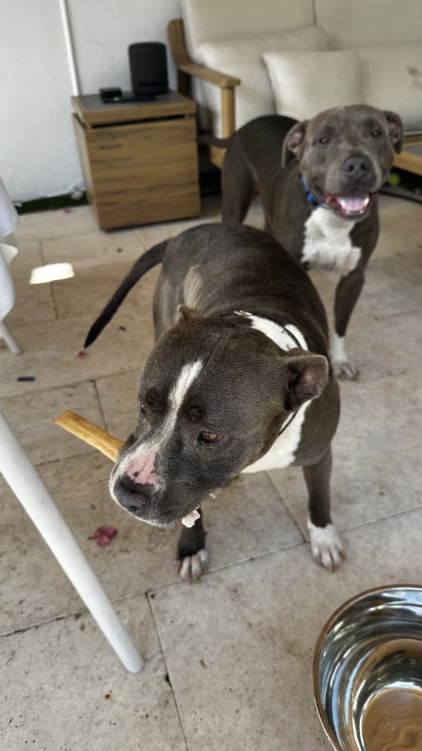 Found American Bulldog 