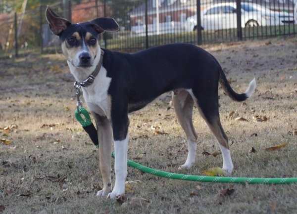 Lost Basenji 