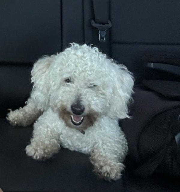 Found Bichon Frise in Santa Ana, California