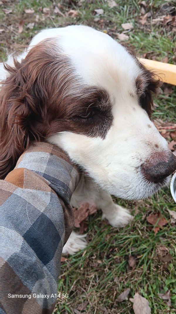 Lost English Springer Spaniel in Tennessee