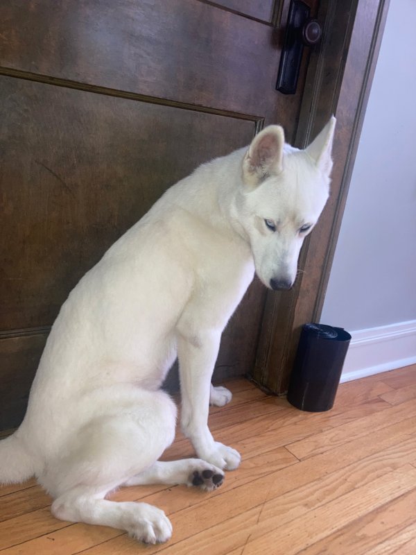 Lost Siberian Husky in Illinois