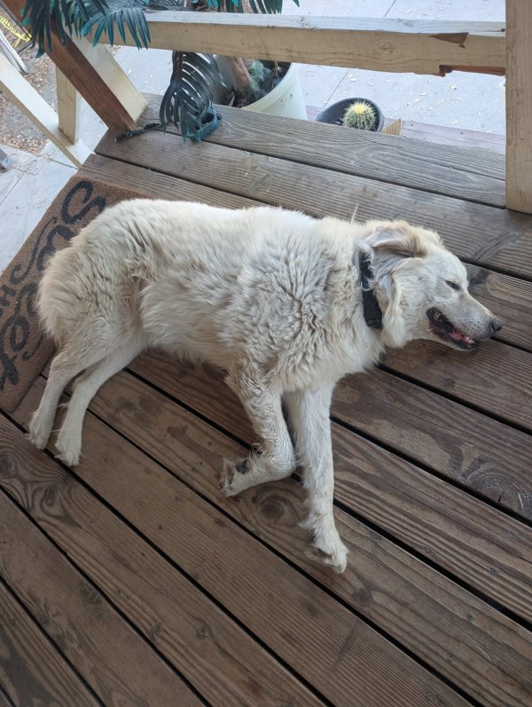 Found Great Pyrenees 