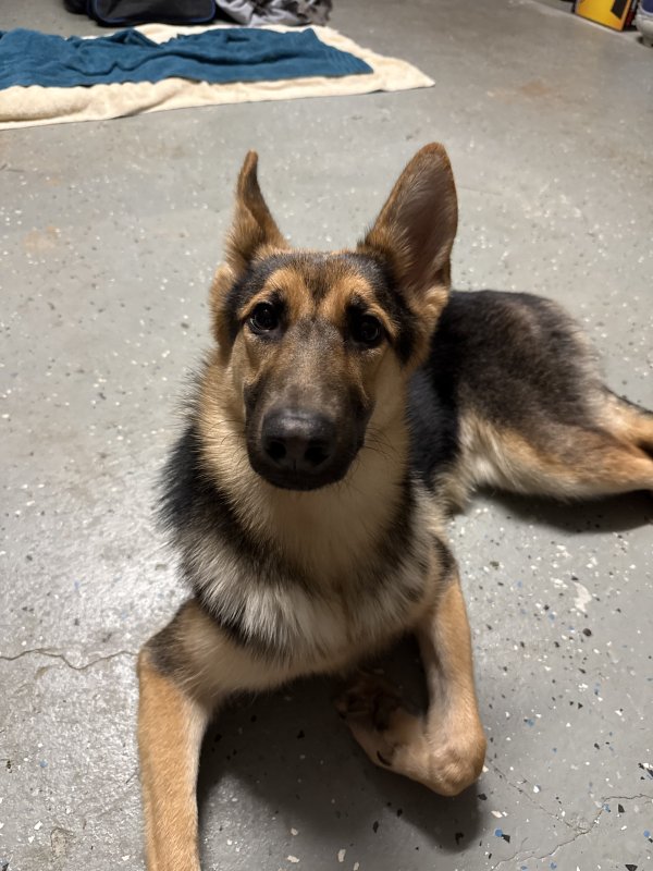 Found German Shepherd Dog in Stone Mountain, Georgia