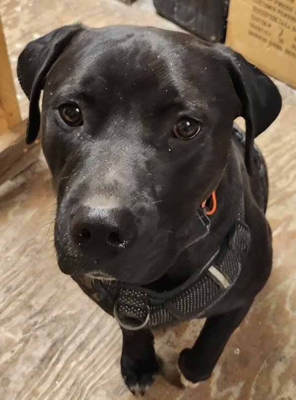 Lost Labrador Retriever in Ohio
