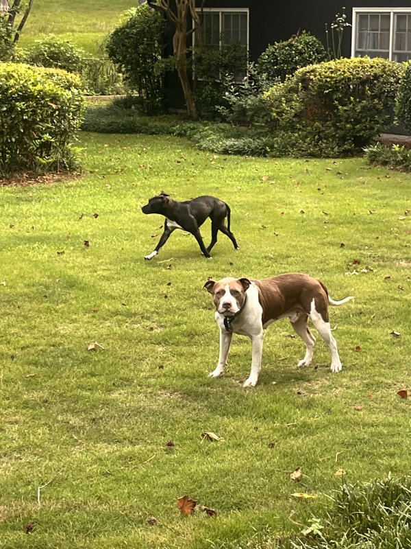 Found Pit Bull in Georgia