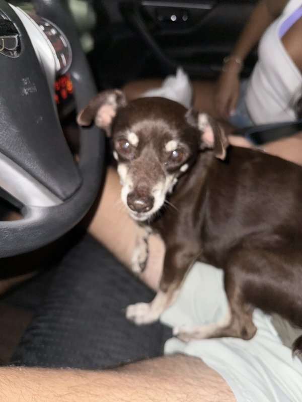 Found Dog in Miami, FL