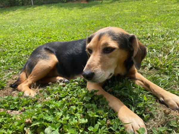 Lost Beagle 