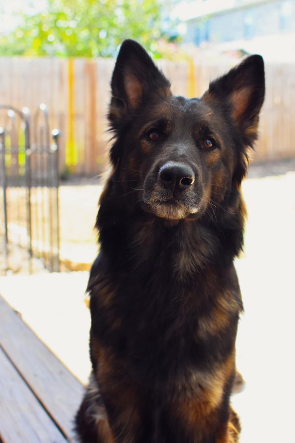 Lost German Shepherd Dog in Texas