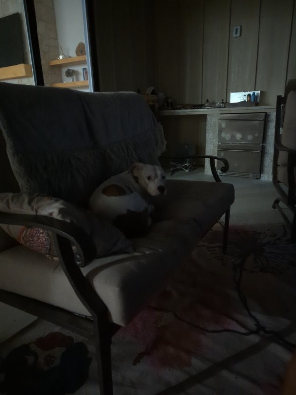 Found Mutt 