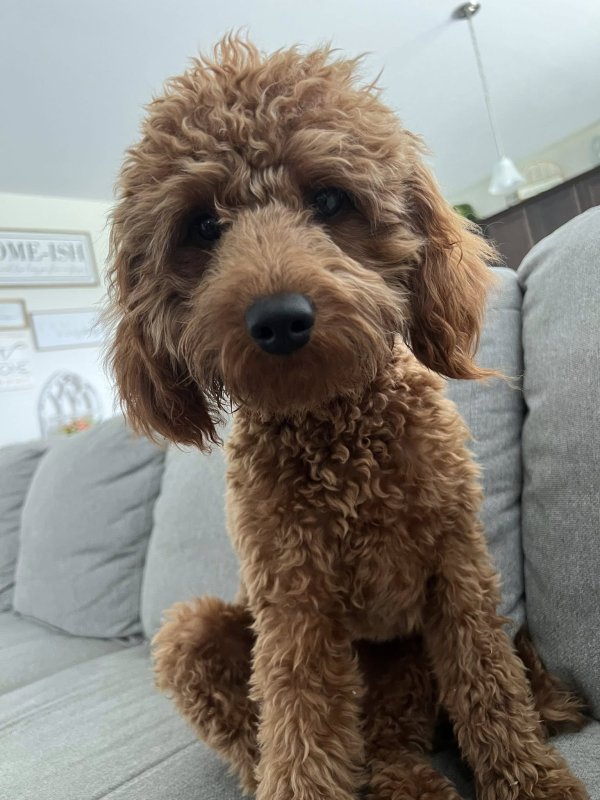 Lost Golden Retriever 