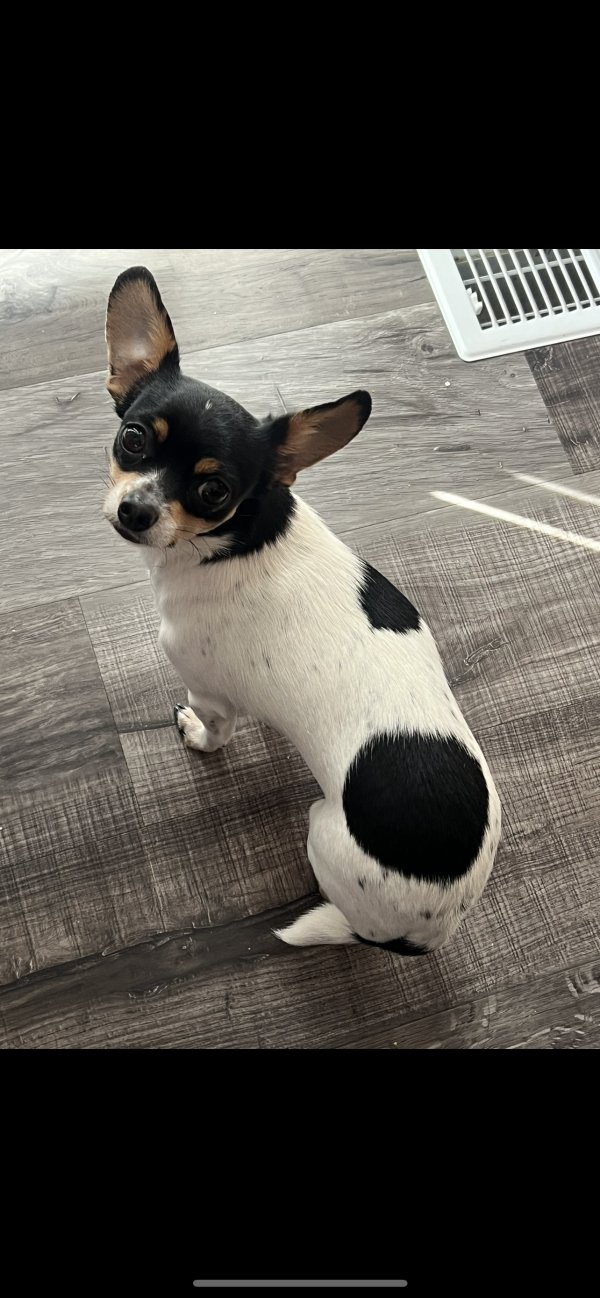 Lost Chihuahua in Colorado