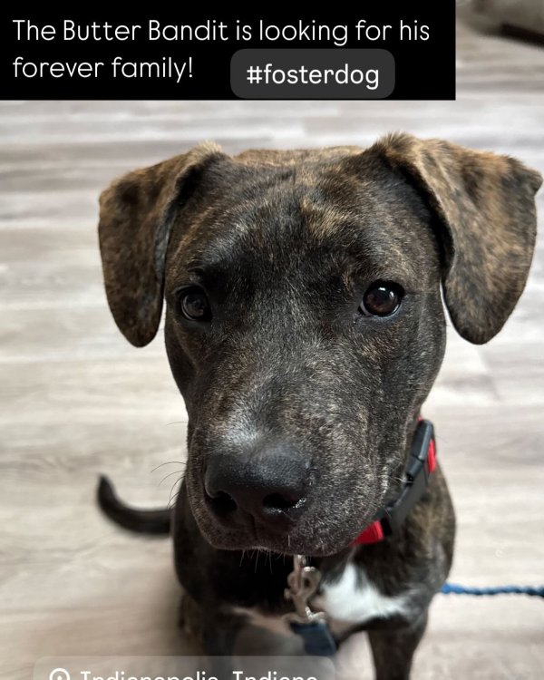 Found Mutt in Indianapolis, IN