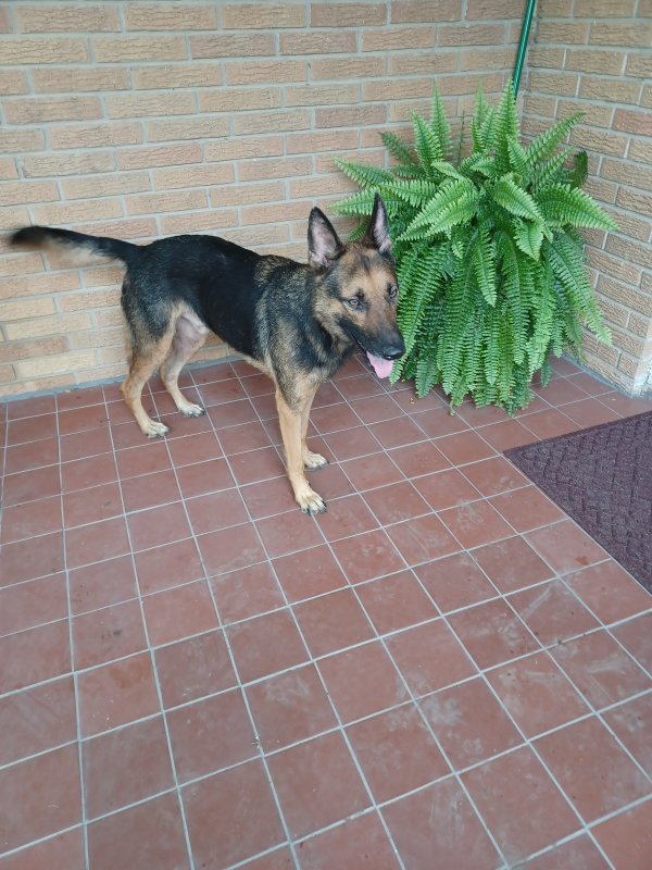 Found German Shepherd Dog in Texas