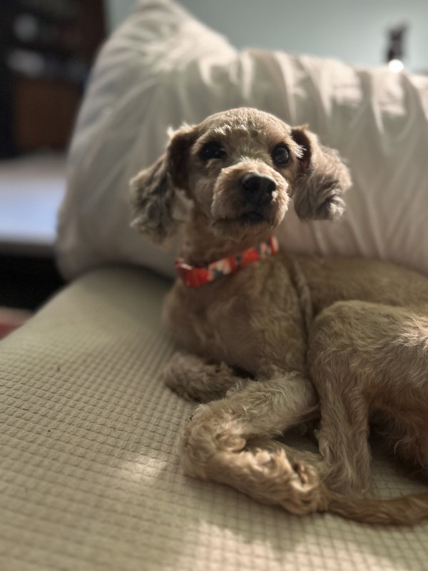 Found Dog in York, PA