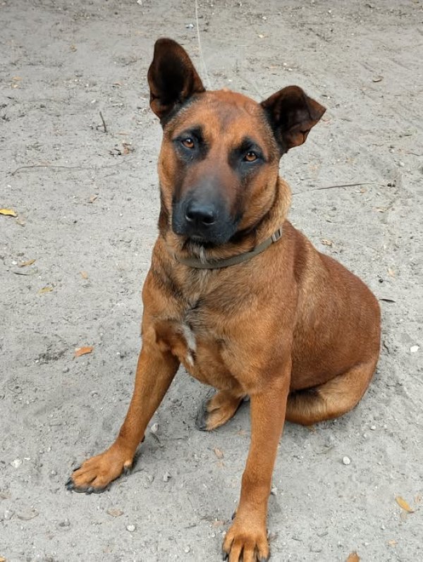 Lost Belgian Malinois in Florida