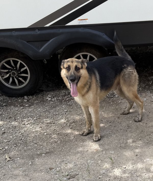 Found German Shepherd Dog in Texas