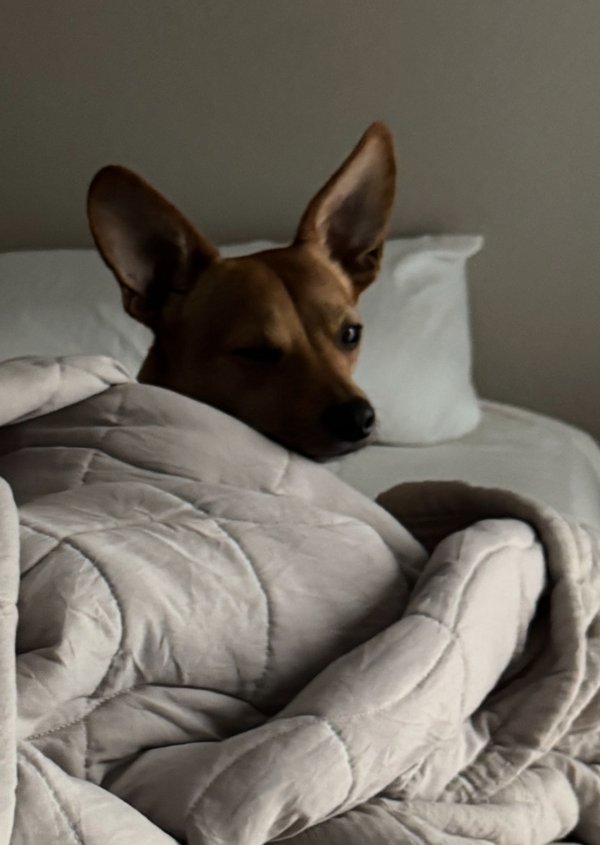 Lost Miniature Pinscher in Pittsburg, California