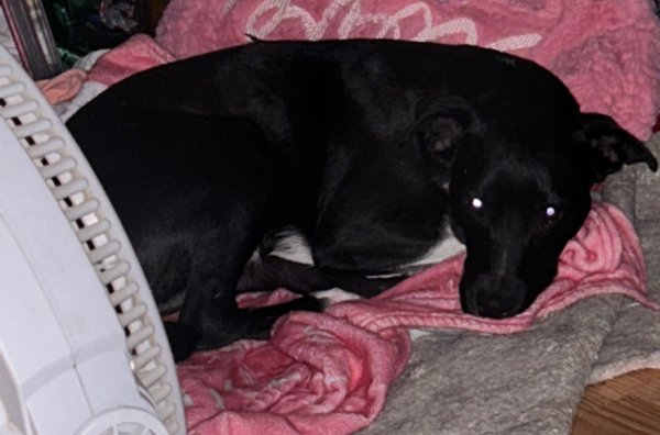 Lost Dog in Albuquerque, NM