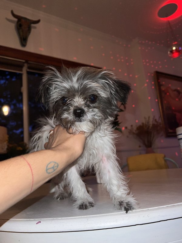 Found Shih Tzu 