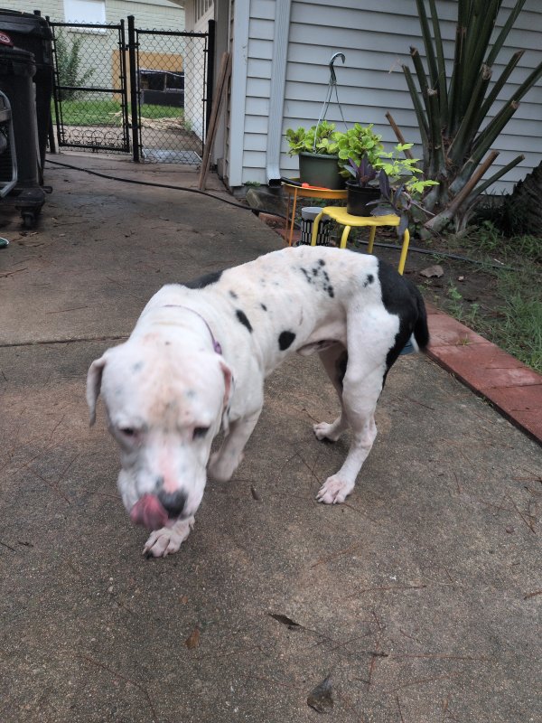 Found American Bulldog in Houston, TX