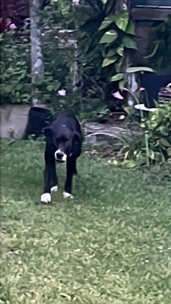 Found Boxer in Florida