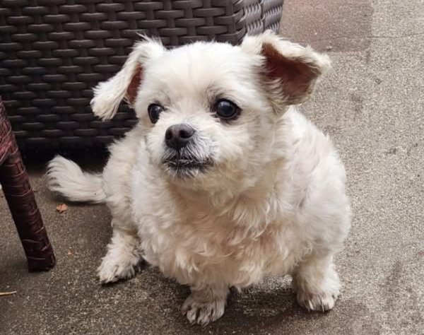 Lost Maltese in California