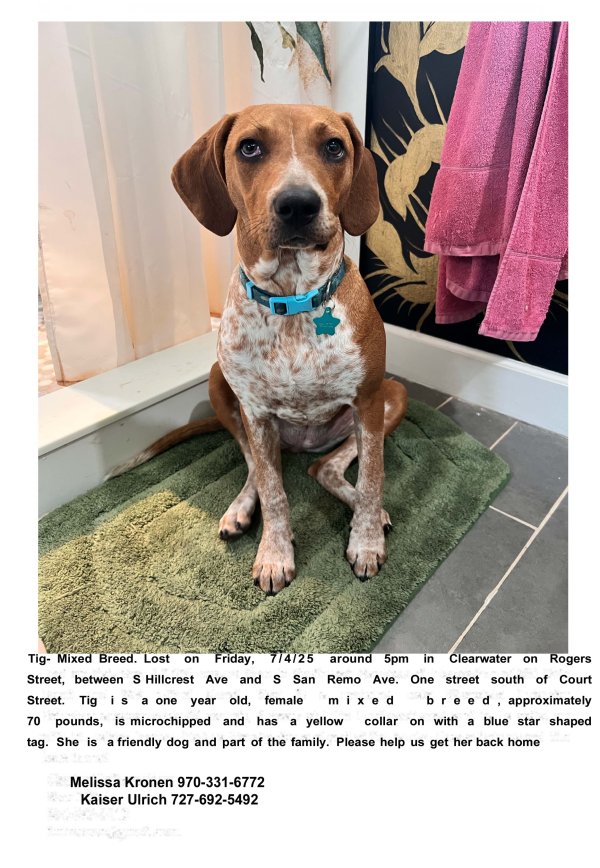 Lost Mutt in Florida