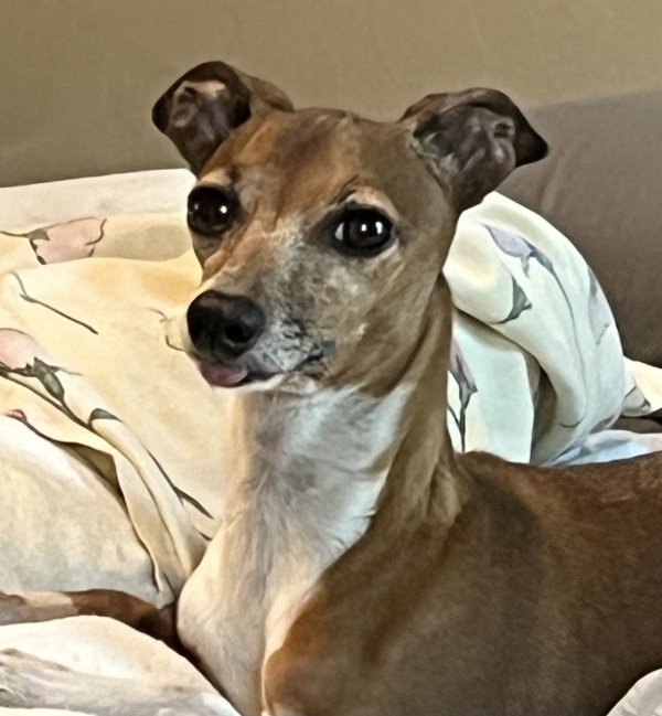 Lost Italian Greyhound in Oklahoma