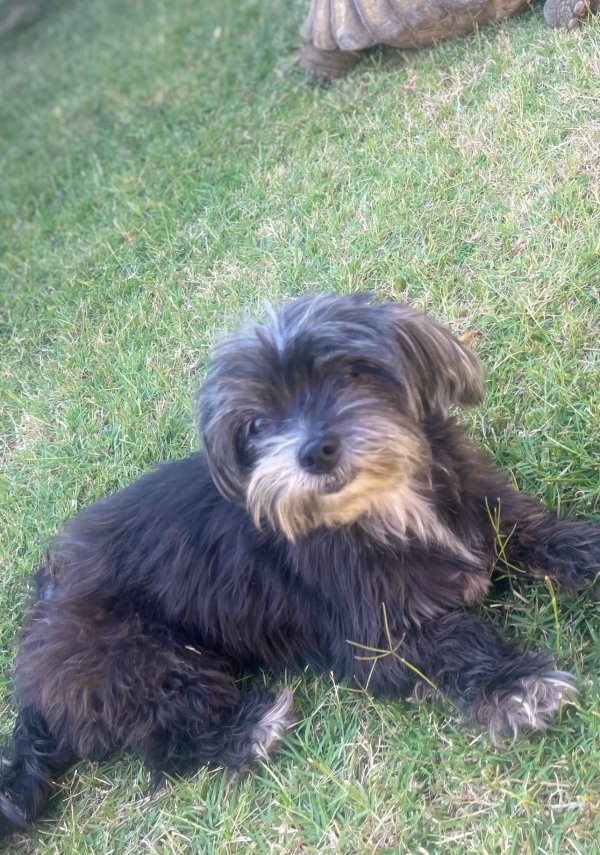 Lost Maltese in California