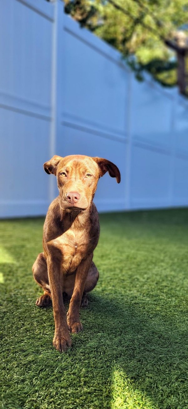 Lost Pit Bull in Illinois
