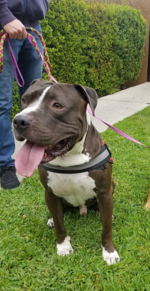 Lost Pit Bull in California