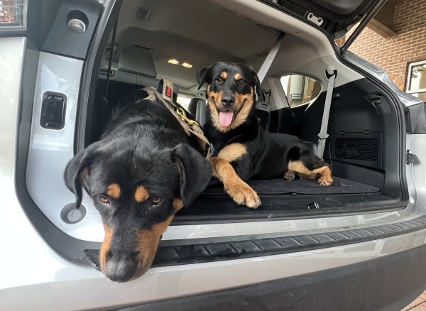 Found Rottweiler 