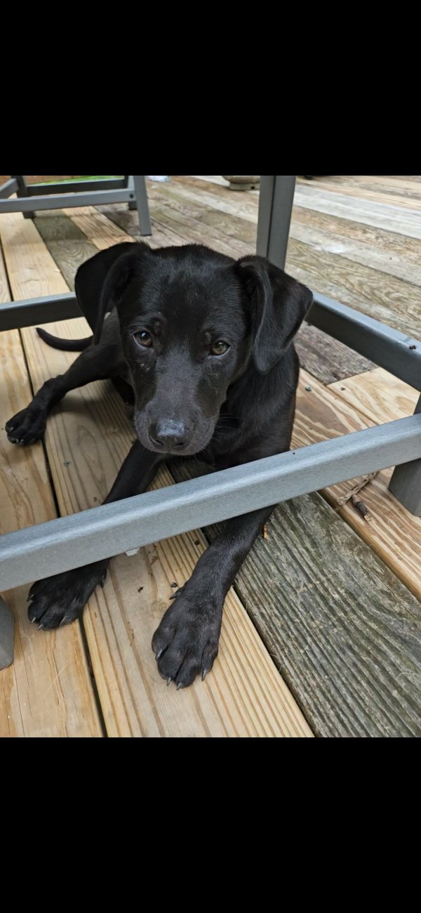 Lost Labrador Retriever in Indiana