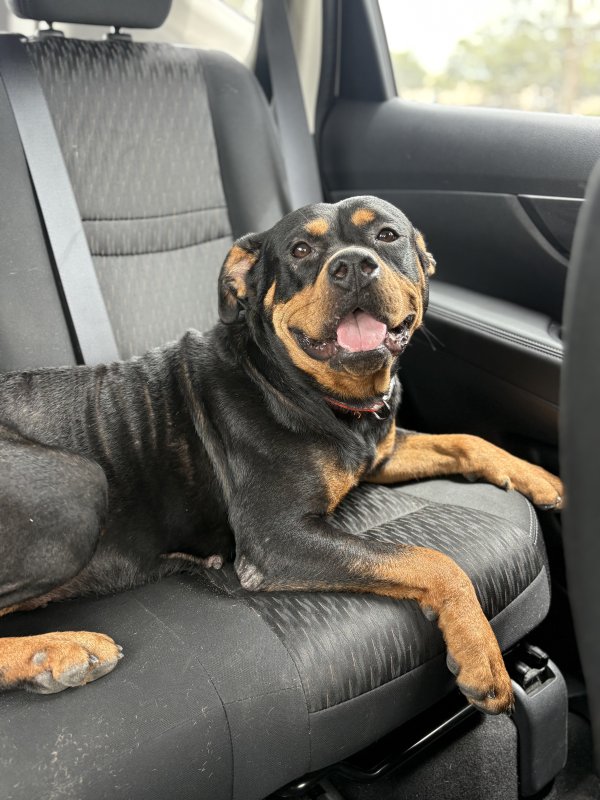 Found Rottweiler 