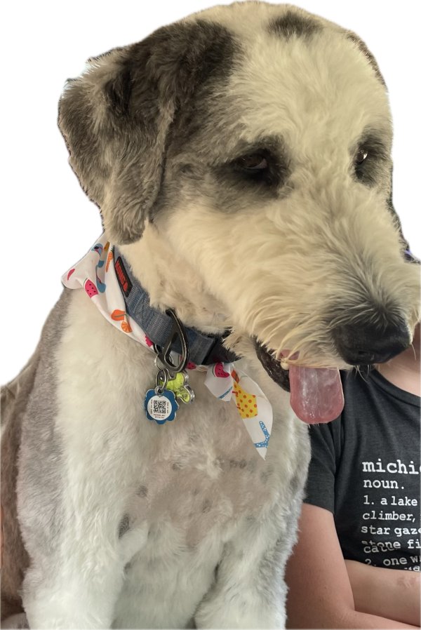 Lost Old English Sheepdog in Michigan