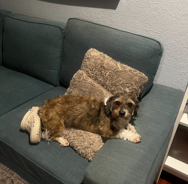 Lost Dachshund in California