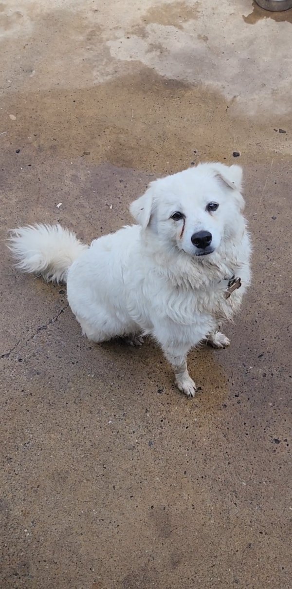 Lost American Eskimo Dog 