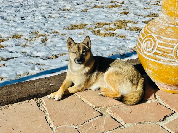 Lost Shiba Inu in Colorado