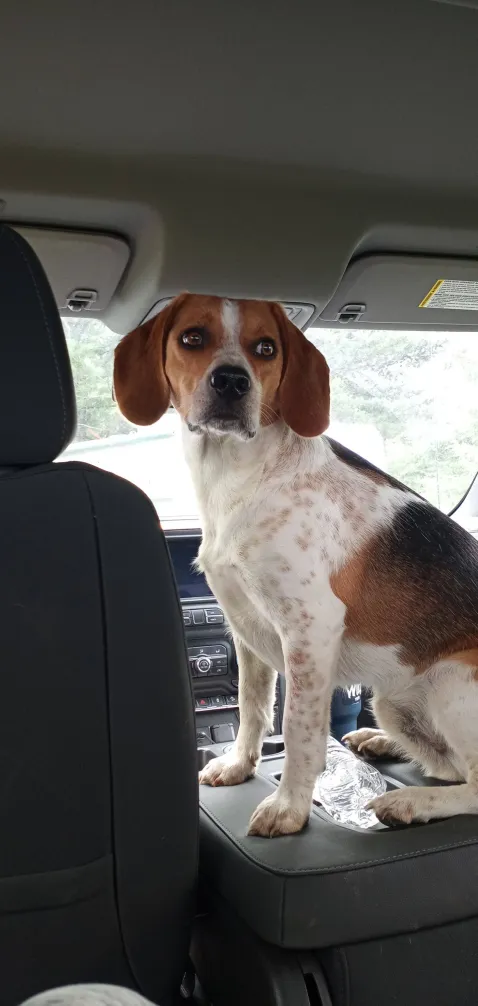 Lost Beagle 