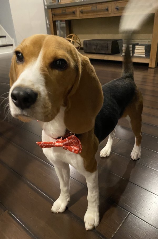 Lost Beagle 