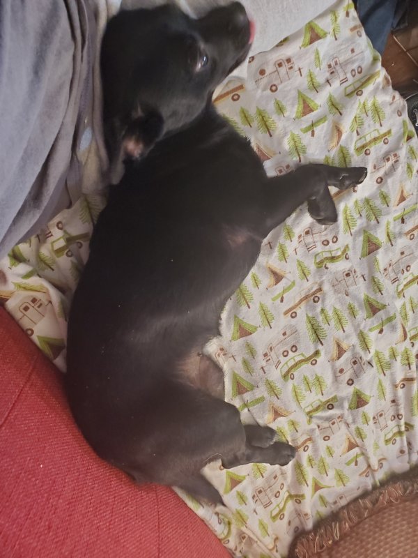 Found Chihuahua 