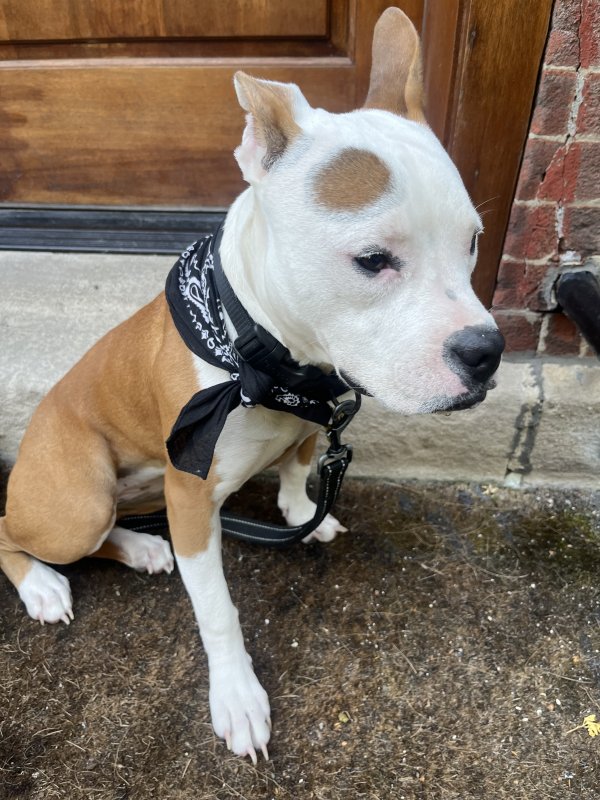 Found Mutt in Chicago, IL