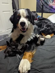 Lost Bernese Mountain Dog in Commerce City, Colorado